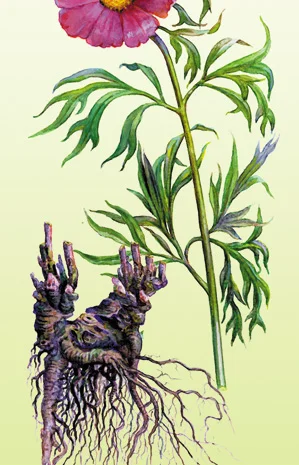 Мар'їн корінь продам корень пиона- фото № 1