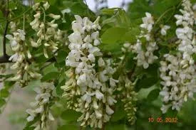 Сухие цветки белой акации в упаковке 100 грамм- фото № 1