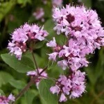 Материнка трава купити- фото № 1