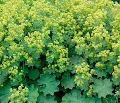 Манжетка приворотень звичайний- фото № 1