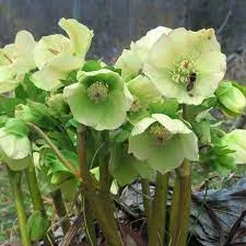 Морозник корінь мелений- фото № 1