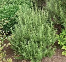 Розмарин листя купити- фото № 1