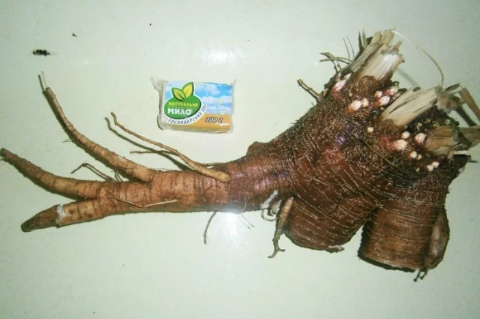 Сроно продам корень лаконоса американского резаный, сушеный- фото № 3