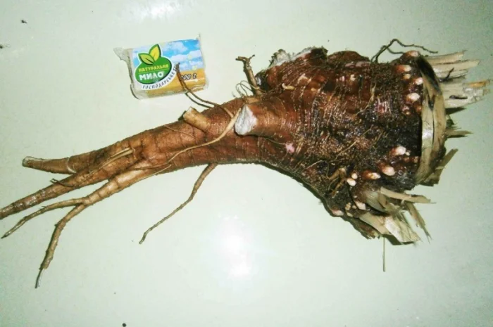 Сроно продам корень лаконоса американского резаный, сушеный- фото № 4
