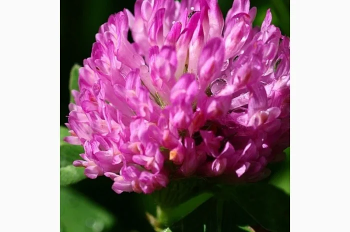 Екстракт червоної конюшини- фото № 1