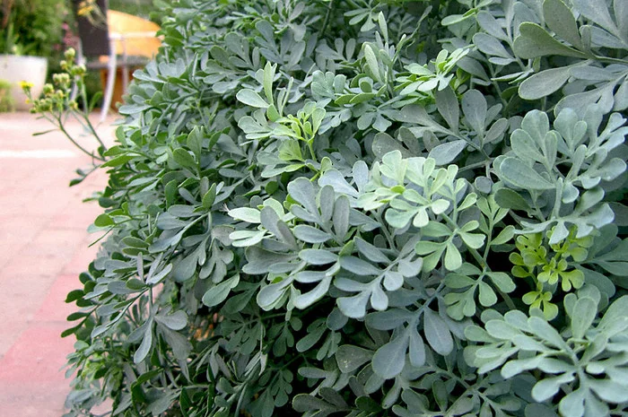 Рута пряная приправа и лекарственная 99 грн за куст высотой 40 см- фото № 1