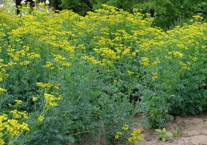 Рута пряная приправа и лекарственная 99 грн за куст высотой 40 см- фото № 2