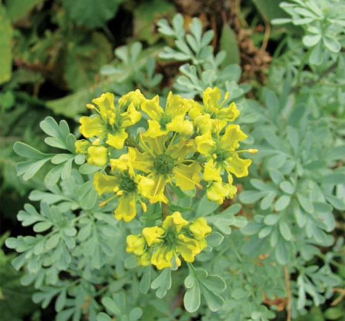 Рута пряная приправа и лекарственная 99 грн за куст высотой 40 см- фото № 3