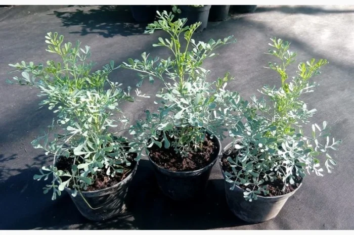 Рута пряная приправа и лекарственная 99 грн за куст высотой 40 см- фото № 4