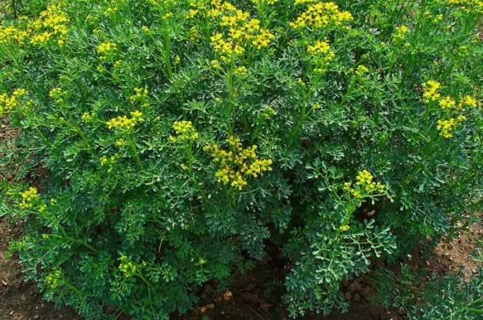 Рута пряная приправа и лекарственная 99 грн за куст высотой 40 см- фото № 5