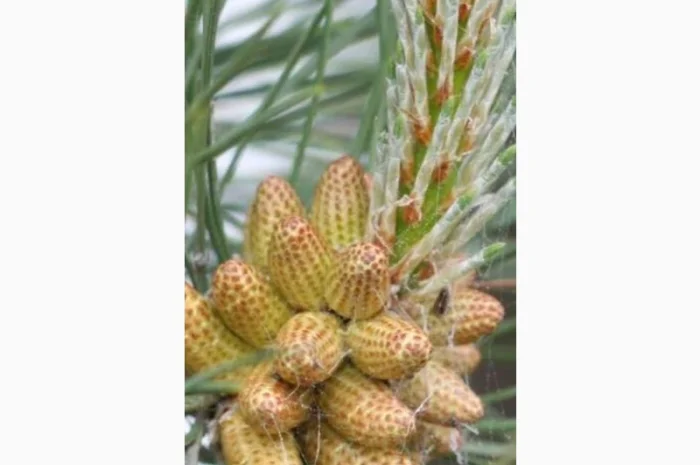 КУПИМ по Украине сосновую и березовую почку.дорого- фото № 1