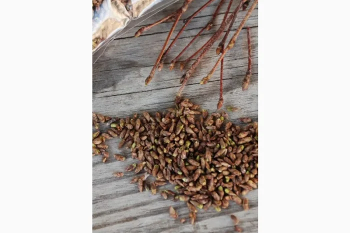 КУПИМ по Украине сосновую и березовую почку.дорого- фото № 2