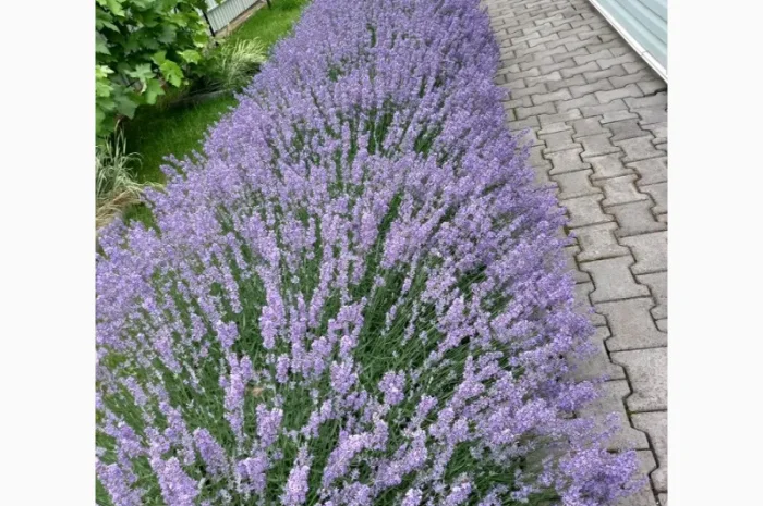 Лаванда- фото № 2