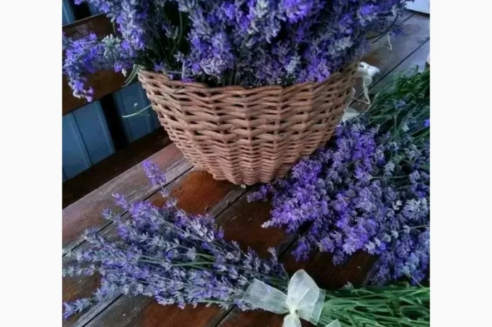 Лаванда- фото № 3