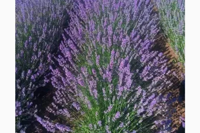Англійська вузьколиста лаванда- фото № 1