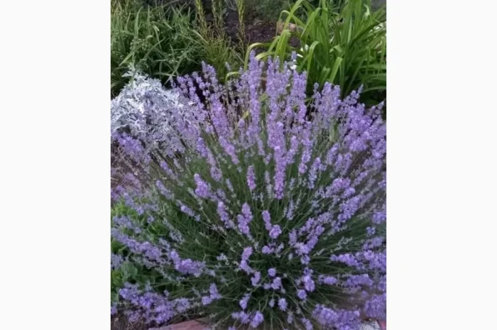 Англійська вузьколиста лаванда- фото № 2