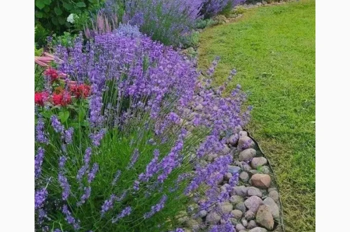 Англійська вузьколиста лаванда- фото № 4
