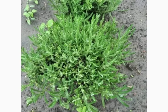 Англійська вузьколиста лаванда- фото № 5