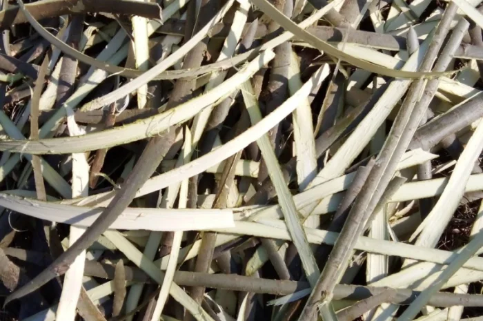 Кора верби- фото № 2