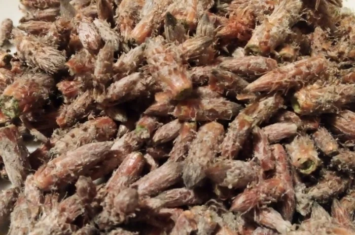 Бруньки сосни сушені- фото № 1