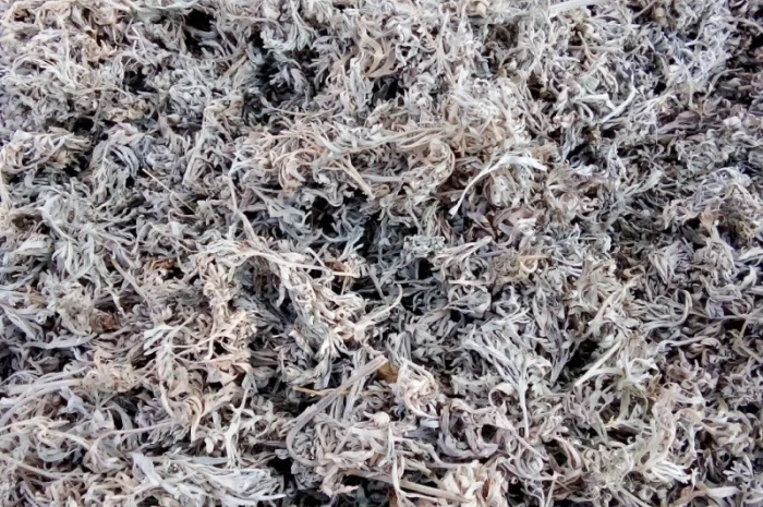 Полин без пагонів- фото № 1