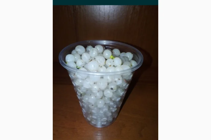 Ягоды белой омелы- фото № 1