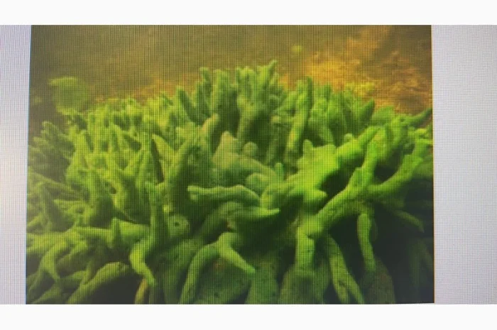 Куплю бадягу речную губку- фото № 1