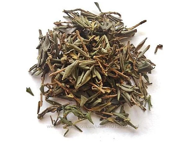 Чайный куст - Китай- фото № 1