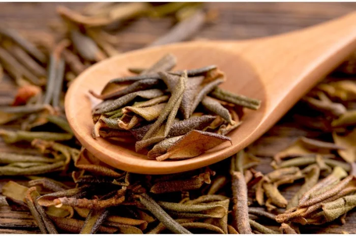 Чайный куст - Китай- фото № 2