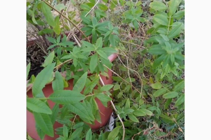 Вербена лимонная- фото № 1