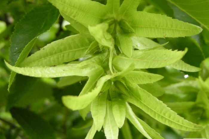 Цвет граба настойка (Carpinus betulus)- фото № 2