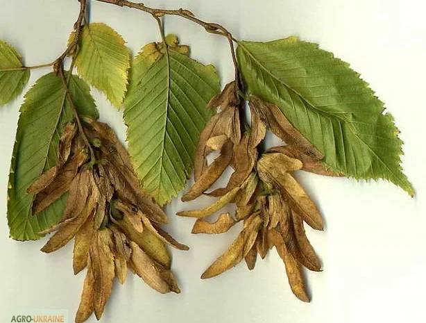 Цвет граба настойка (Carpinus betulus)- фото № 3