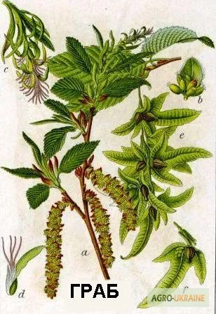 Цвет граба настойка (Carpinus betulus)- фото № 5