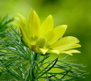 Спиртовая настойка Адониса (Горицвета)- фото № 5