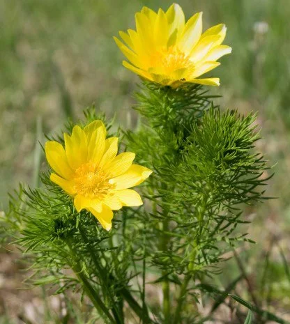 Спиртовая настойка Адониса (Горицвета)- фото № 2