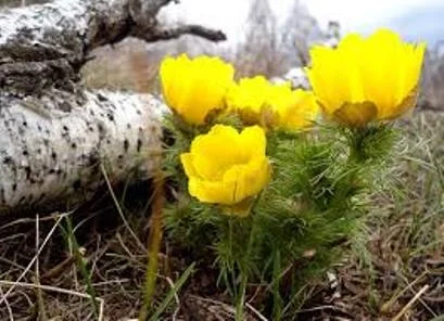 Спиртовая настойка Адониса (Горицвета)- фото № 3