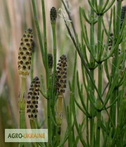 Хвощ полевой 45грн/100г- фото № 1