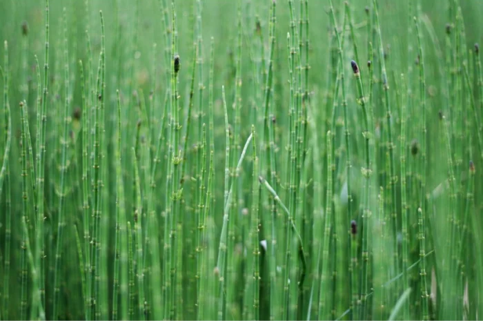 Хвощ полевой 45грн/100г- фото № 2