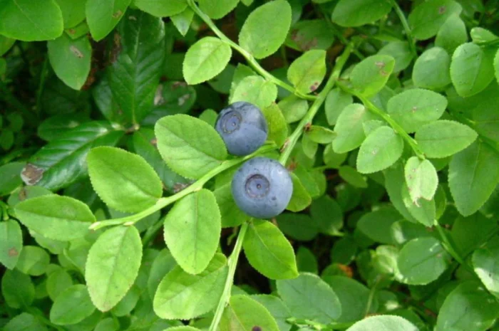 Продам черники лист, 35грн/50г- фото № 1