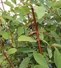 Настойка веточек жимолости- фото № 2