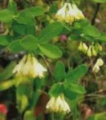 Настойка веточек жимолости- фото № 3