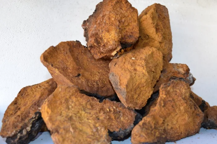 Продам гриб ЧАГА- фото № 1