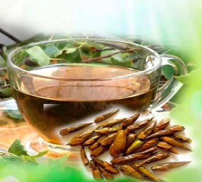 Настойка березовых почек на меду- фото № 1