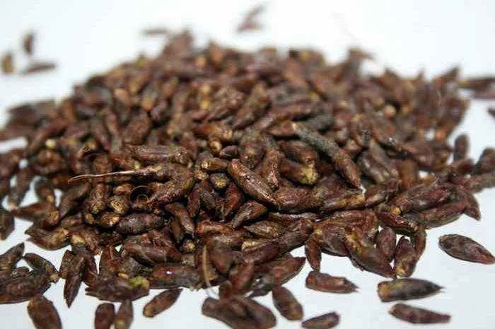 Настойка березовых почек на меду- фото № 2