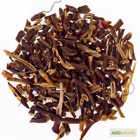 Сабельник, корень- фото № 1