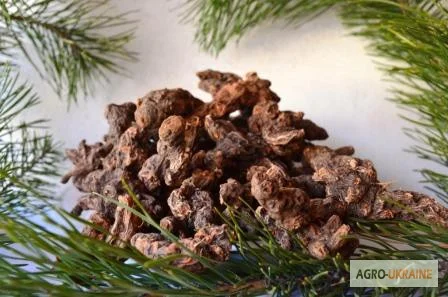 Продается корень калгана – полезная пряность- фото № 1