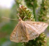 Продам 20% настойку восковой моли- фото № 1