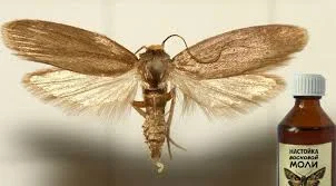 Продам 20% настойку восковой моли- фото № 3