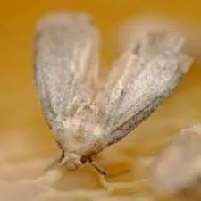 Продам 20% настойку восковой моли- фото № 4