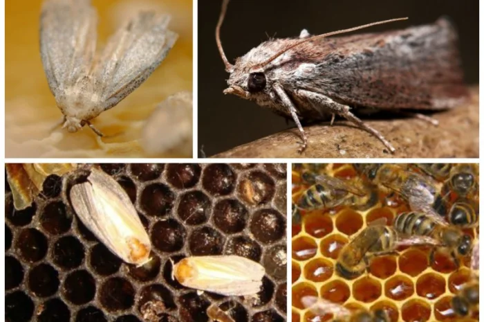 Продам 20% настойку восковой моли- фото № 5